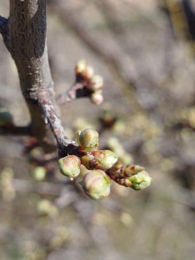 The image displays a close-up, high-resolution view of a tree branch adorned with numerous developing buds, situated in Klenovik, Bulgaria. The central subject is a section of a medium-brown to greyish-brown woody branch, exhibiting a rough, textured bark surface with minor visible cracks and lighter colored flecks. Attached to this branch are multiple tightly formed vegetative buds, primarily light green with distinctive pinkish or reddish coloration at their tips and bases. These buds are arranged in clusters and individually along the branch, varying slightly in size and stage of development. Several buds in the foreground and mid-ground are in sharp focus, revealing fine surface details. The background is significantly out of focus, rendered as a soft blur of muted green, brown, and grey tones, indicating a natural outdoor environment with additional, indistinct plant structures. No individuals, man-made objects, or specific actions are depicted. The scene is illuminated by natural light, casting subtle shadows and highlighting the subjects.