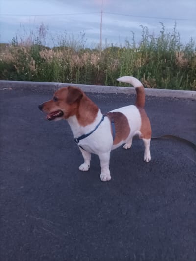 A medium-shot photograph captures a Jack Russell Terrier on an asphalt surface, likely a road or parking lot, in Zapadny, Russia. The dog is facing left, with its mouth slightly open, revealing its tongue and teeth. It has a predominantly white coat with distinct brown markings on its head and back, and a brown tail. A blue harness is visible around its chest. The dog is on a leash, which extends to the right out of frame.

Behind the dog, a curb separates the asphalt from a grassy area filled with tall, dry weeds and some green foliage. In the background, a cloudy sky suggests it might be late evening or early morning, with the light appearing soft and diffused. The overall scene is natural and appears to be outdoors. No text is visible in the image. The dog's posture and open mouth might suggest it is panting, perhaps from exertion or the weather, or it could simply be looking attentively at something out of frame. The setting appears to be rural or on the outskirts of a populated area, given the presence of undeveloped grassy land.