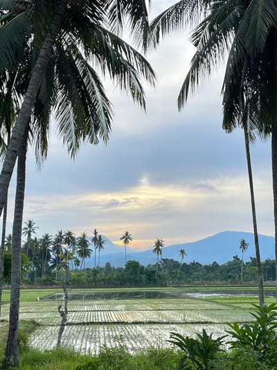 In Bulo Gogo, Indonesia, at what appears to be sunrise or sunset, the image captures a serene landscape. Two prominent palm trees frame the foreground, their fronds extending across the top of the frame and partially obscuring the sky. Beyond them, a vast expanse of flooded rice paddies stretches into the distance, divided by raised planting beds. The water reflects the soft, diffused light of the sky, which is a mix of pale blue and grey clouds with a warm glow near the horizon, suggesting the sun is either rising or setting. A line of coconut palms and other trees runs along the mid-ground, separating the rice paddies from a range of soft, blue mountains in the background. The overall impression is one of tranquility and natural beauty.