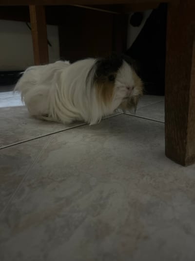 A long-haired guinea pig is positioned on a light-colored tiled floor, partially beneath a wooden structure. The animal's fur is predominantly white, with black and tan markings on its head and upper body. Two dark wooden furniture legs are visible, one on the left and one on the right, framing the guinea pig. The background under the wooden structure is dimly lit. This scene is located in Dasaki Achnas, Sovereign Base Areas of Akrotiri and Dhekelia.