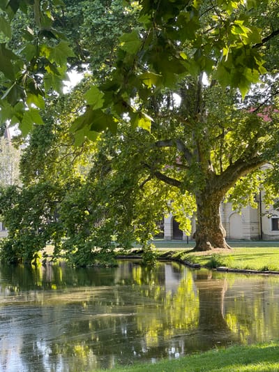 In Stupava, Slovakia, a large, mature tree with a wide trunk and spreading branches dominates the scene, casting dappled sunlight onto a calm body of water in the foreground. The tree's leaves are lush and green, with some branches extending over the water's edge. The water reflects the greenery of the tree and surrounding vegetation, as well as the bright sky. Behind the tree, a cream-colored building with arched entrances and windows is partially visible, suggesting a park or garden setting adjacent to an architectural structure. The ground is covered in neatly mown grass. The overall atmosphere is serene and natural.