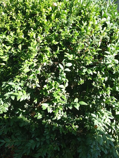 A dense green shrub is shown in full frame, filling the entire image. The leaves are small, oval, and glossy, with variations in shade from bright green in areas catching sunlight to darker green in shadowed sections. The sunlight casts distinct shadows on the foliage, creating a dappled effect. The shrub appears to be well-maintained and is densely packed with leaves and stems, suggesting it is likely part of a hedge or garden planting. No people or other objects are visible. The background is obscured by the shrub itself. This image does not provide any specific geographical indicators of its location within Velykyi Sukhodil, Ukraine.