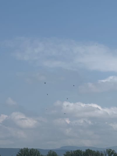 A vertically oriented daytime photograph captures an expansive sky over Madzherito, Bulgaria, filled with scattered white clouds against a pale blue background. On the far right edge of the frame, a thin strip of green treetops is visible, suggesting a forest or distant mountains. Numerous small, dark, winged objects are dispersed throughout the sky. These objects appear as silhouettes against the brighter sky and clouds, with shapes characteristic of soaring birds, possibly raptors, at various altitudes. No human activity or visible text is present in the image. The weather appears partly cloudy and bright.