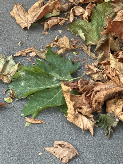 A close-up, overhead view shows a patch of grey asphalt covered with fallen leaves. The leaves are a mixture of green and various shades of brown, some appearing dry and brittle, while others are still somewhat pliable. Many of the leaves exhibit signs of decay and browning, indicating they are likely from autumn. There are no people or animals visible in the image. The scene is consistent with a public walkway or street in Trieste, Italy, during the fall season.