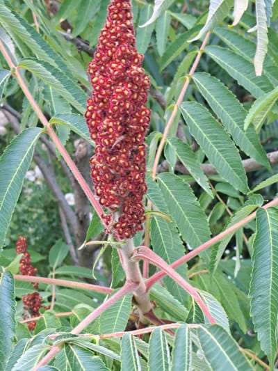 The image is a close-up, low-angle shot of a staghorn sumac plant with a prominent red, fuzzy flower cluster in the center. The plant's compound leaves, which are serrated and elongated, are a vibrant green with lighter green veins. The stems and leaf stalks are covered in fine, reddish hairs. In the background, out of focus, are more sumac leaves and branches, as well as some darker foliage and a hint of a light-colored object, possibly a wall or stone. The overall scene suggests an outdoor environment, likely a garden or natural area. The image does not depict any people or specific urban features of Kalinka, Russia, but rather focuses on the botanical details of the plant.
