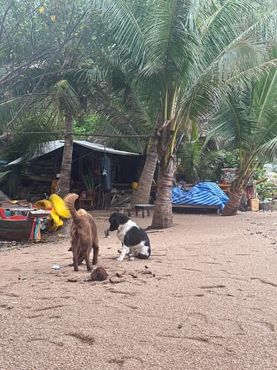 The image displays a tranquil beach scene, likely on Koh Tao, Thailand, under diffused daylight, suggesting either an overcast sky or early morning/late afternoon. The primary subjects are two dogs on a sandy beach. One dog is black and white, seated or lying down on the sand. The other is a brown/tan dog standing nearby, with its head lowered, possibly sniffing the ground.
In the background, several tall palm trees dominate the left side of the frame, their fronds creating a lush, tropical canopy. Beneath the palm trees, there is a rustic, open-sided wooden shack or structure. Various objects are scattered around this area, including a blue and white striped tarp draped over something, a bright yellow object (possibly a buoy or part of a kayak), and a black cylindrical object resembling a punching bag hanging from the shack's eaves. Portions of what appear to be small boats or containers in red and other colors are visible near the bottom edge. The overall setting evokes a relaxed, natural environment by the sea. No people are visible, and there is no discernible text.
