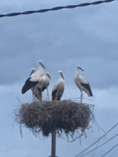 Five white storks are gathered in a large nest atop a pole, with a cloudy sky as the background. The storks are predominantly white with black wing feathers. One stork in the front right of the nest is facing right, with its beak slightly open. Another stork behind it, to the left, is facing left. Three other storks are clustered together in the center and left of the nest, appearing to huddle. The nest is made of twigs and dried vegetation, with some loose strands hanging down. Overhead, a dark, twisted wire runs across the top of the image. The overall environment appears to be outdoors, possibly in a rural or semi-rural setting. The image has a somewhat blurry quality, suggesting it was taken from a distance or with a mobile device in low light conditions.