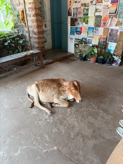 A light brown calf lies on a concrete floor, near the base of a door and wall covered in posters. A row of potted plants and a low table are nearby. The concrete floor appears slightly weathered. Part of a brick wall with greenery and a string of orange flowers is visible in the lower left. Pairs of shoes are visible in the upper right corner.