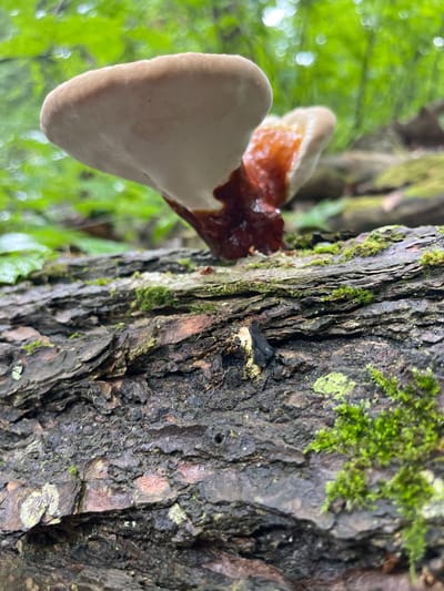 A close-up, low-angle shot captures a bracket fungus growing on a fallen tree trunk in the Town of Lyonsdale, USA. The fungus, with its distinctive white-capped top and reddish-brown stem, appears to be in the process of decay. The tree trunk, weathered and rough, is covered in patches of vibrant green moss. In the background, lush green foliage creates a soft, blurred backdrop. The lighting suggests an overcast day, with diffused natural light illuminating the scene. There are no people or animals visible in the image. The overall impression is one of nature's quiet resilience and the cyclical processes of growth and decay.