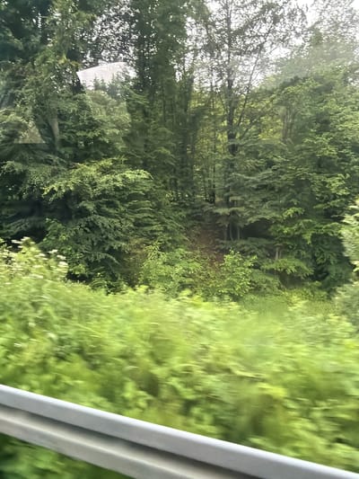 The image depicts a dense forest with various types of trees. The foreground is blurred with vibrant green foliage, suggesting motion, likely from a moving vehicle. A light gray barrier is visible at the bottom of the frame, also blurred. In the background, the trees are taller and more varied in species, with sunlight filtering through the canopy. There is a bright, reflective surface visible amongst the trees in the upper left portion of the image, possibly a window or a patch of light. The overall impression is of a natural, wooded landscape. The location in the city of Wilkowisko, Poland is not discernible from the image itself.