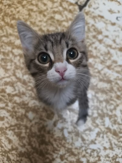 A close-up, eye-level, medium shot shows a tabby kitten looking directly at the camera. The kitten has large, round, green eyes, a pink nose, and white fur around its muzzle and chest. Its ears are pointed and gray with lighter fur inside. The kitten's fur is striped gray and brown, with white markings on its paws and chest. The background is a textured, beige surface that appears to be a carpet or blanket, with an abstract pattern of light and dark brown patches. The lighting is soft and diffused, creating a gentle overall tone. No specific location in Stupino, Russia, can be identified from the image.
