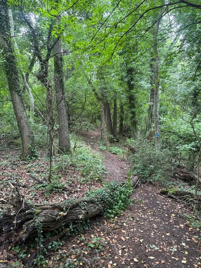 This vertical image captures a tranquil dirt path winding through a lush, dense forest in Rosen, Bulgaria. The setting is a woodland trail, likely used for walking or hiking, characterized by abundant greenery and tall trees.
The path, made of packed earth, is visible from the foreground, curving gently into the distance and disappearing amidst the foliage. It is partially covered with scattered brown and yellow fallen leaves and small twigs. On either side of the path, the ground is rich with undergrowth, including vibrant green ivy that climbs up tree trunks and spreads across the forest floor.
Numerous trees dominate the scene, with their trunks forming a natural corridor along the path. Their canopies are thick with bright green leaves, creating a shaded environment, with natural light filtering through the dense foliage from above. Some tree trunks are textured and gnarled, and many are partially covered in green ivy, indicating a mature woodland. In the mid-ground, a small, rectangular blue marker or tag is visible on the trunk of a tree to the left of the path, suggesting a marked trail.
The time of day appears to be daytime, likely overcast or heavily shaded, given the soft, diffused light. The overall atmosphere is one of serene nature and solitude, with no people or animals visible. The dense vegetation and natural ground cover indicate a temperate or humid environment.
