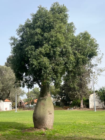 A large, mature bottle tree with a prominent, bulbous, light green-grey trunk and a dense canopy of dark green foliage stands centrally on a manicured green grass field under a clear blue sky. Evidence of pruned branches is visible on the tree's upper trunk. In the mid-ground to the left, a small white building with a terracotta tiled roof is visible, along with a wooden play structure behind it. Further to the right, a tall metal pole equipped with multiple rectangular floodlights is present. Beyond the floodlight pole, a taller, slender tree with sparse foliage and a partially visible light-colored building are situated. No individuals or active subjects are present. The scene is located within the Hof Ashkelon Regional Council, Israel.