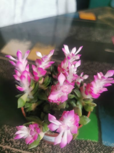 A potted plant with pink and white tubular flowers and green leaves is placed on a dark, patterned surface. The plant is in focus in the foreground, with the background blurred and showing hints of a white, textured surface above and a dark, glossy surface with faint reflections below. The image appears to be taken indoors, and there is no indication of the city of Serov, Russia, or any specific location within it. There are no people or actions depicted in the image.