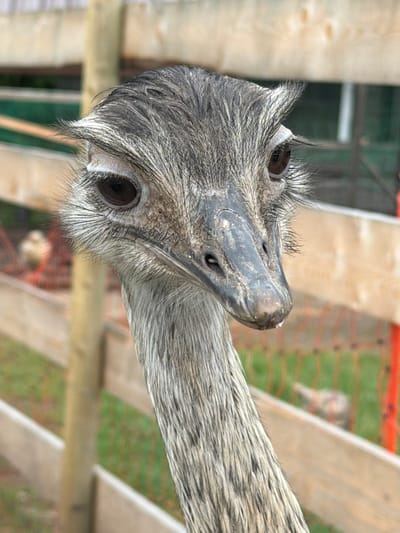 A close-up, head-and-neck shot shows an ostrich in an outdoor enclosure. The ostrich's grey and black feathers are detailed, with prominent eyelashes framing its dark eyes. Its beak is grey and textured, with a droplet of liquid visible on its tip. The background consists of wooden fencing and blurred greenery, suggesting a rural or park setting. The image does not contain any elements that can be used to determine its location in Juočiai, Lithuania.
