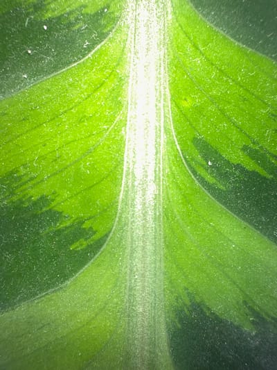 This is a close-up, macro photograph of the underside of a green leaf. The leaf has a prominent central vein that is brightly illuminated, suggesting light is shining through from above. The leaf's surface displays a variegated pattern of lighter and darker green sections, with a textured appearance due to numerous fine hairs or dust particles. The veins of the leaf are clearly visible, radiating outwards from the central midrib. The lighting creates a bright, almost glowing effect in the center of the image, with the edges of the leaf fading into darker green and shadow. There is no discernible text, people, or activity taking place. The focus is entirely on the intricate details of the leaf's structure and coloration. The overall impression is one of natural beauty and detail observed at a microscopic level. While the location context is provided as Letterkenny, Ireland, there are no specific visual cues within the image itself to confirm this location.