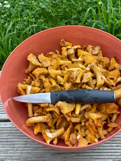 A close-up, high-angle shot shows a coral-colored bowl filled with chanterelle mushrooms. A knife with a black handle and silver blade rests on top of the mushrooms, with the blade positioned to the left. The mushrooms are a vibrant yellow-orange and appear freshly picked. The bowl is placed on a weathered wooden deck. In the blurred background, lush green grass and white clover flowers are visible. The location is not specified in the image.