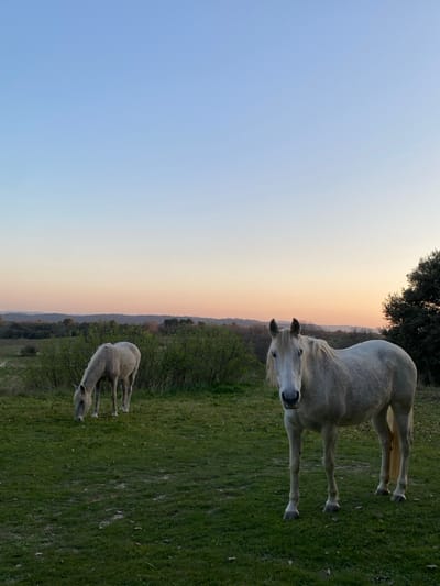 The image displays a rural landscape near Cucuron, France, at twilight. Two light-colored horses are present in a grassy field. One horse, positioned in the right foreground, stands facing the camera with its head upright. A second horse, situated in the mid-ground to the left, has its head lowered, engaged in grazing. The ground is covered with green grass and scattered dry leaves. The background features a line of green bushes and larger trees, with further distant wooded areas and rolling terrain under a sky that transitions from pale blue at the zenith to a warm orange and pink near the horizon. No human subjects or artificial structures are visible.