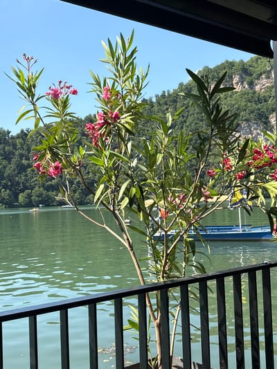 The image shows a close-up of a flowering plant with pink blossoms and green leaves, positioned in the foreground. The plant's branches extend across the frame, obscuring parts of the background.
Behind the foliage, a serene body of water with gentle ripples is visible, reflecting the bright sunlight. The water appears calm and inviting. In the distance, a lush, green hillside covered in dense trees rises up, suggesting a natural, possibly mountainous landscape. The sky is a clear, brilliant blue, indicating a sunny day with fair weather.
To the right of the frame, a dark, slatted railing or fence runs vertically, adding a man-made element to the scene. The railing's slats cast shadows on the water, creating a striped pattern. Part of a blue structure, possibly a boat or a dock, is faintly visible on the water's surface.
The overall impression is one of natural beauty and tranquility, possibly a scenic spot near a lake or river. The time of day appears to be daytime, likely mid-morning or afternoon, given the bright sunlight. There is no visible text in the image.