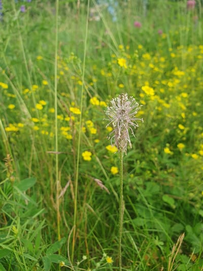 The image shows a close-up of a narrow-leaf plantain flower in a meadow. The plantain, with its delicate, spiky seed head, is in sharp focus, standing tall amidst a soft, green background. The background is filled with a profusion of small, yellow wildflowers, creating a vibrant, impressionistic blur of color. Tall, thin blades of grass crisscross the scene, adding to the natural, wild feel. The overall impression is one of a peaceful, sun-drenched meadow. The location is Mukhametovo, Russia.