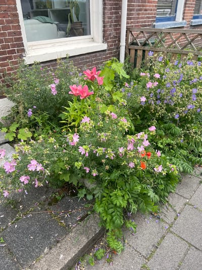 This image captures a close-up view of a garden bed bordering a paved walkway, likely in Leeuwarden, Netherlands. The garden is abundant with a variety of flowering plants, displaying a mix of colors and textures. Dominating the foreground are delicate pink and light purple flowers, interspersed with vibrant pink lily-like blossoms and clusters of small purple blooms. Some red poppies are also visible, adding a bright contrast. Lush green foliage forms a dense backdrop, with some fern-like leaves and broader green leaves appearing throughout the scene.
The garden is situated next to a brick building, with a white-framed window visible on the left side. A section of a wooden lattice fence is also present, attached to the building. The paved walkway is composed of grey concrete slabs, with some scattered flower petals and fallen leaves on its surface, suggesting it might be late spring or summer. The lighting appears natural, indicating daytime, and the overall atmosphere is one of natural growth and a somewhat wild, untended beauty. No people are visible in the image. There is no visible text.