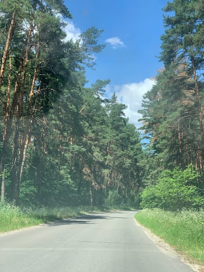 A paved road curves through a dense forest of tall pine trees on a clear, sunny day. The road is gray asphalt with faint white lines marking the lanes. The trees on either side of the road are tall and slender, with green needles and rough brown bark. The forest floor is covered in lush green grass and small white wildflowers. The sky above is a bright blue with a few scattered white clouds. The image appears to have been taken from a moving vehicle, as there is a slight blur in the foreground. This road is located near the city of Liutizh, Ukraine.