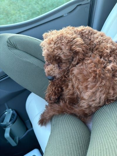 The image shows a medium shot of a brown, curly-haired dog sleeping in a car. The dog is curled up, with its head tucked into its body, and its paws are not visible. The dog's fur is a rich brown color with lighter highlights. It appears to be a calm and comfortable sleep.
The dog is lying on a green, ribbed fabric surface, which is likely a car seat or cushion. To the left of the dog, a car door or window is visible, with a glimpse of green foliage outside, suggesting a natural or outdoor setting. The light in the image is soft and natural, indicating it may be daytime, possibly early morning or late afternoon. The overall mood is peaceful and serene, with the sleeping dog evoking a sense of comfort and tranquility.
To the right of the dog, a portion of the car's interior is visible, including a black surface that appears to be a console or dashboard, and a gray insulated tumbler with a lid and handle. The car's interior is mostly dark, with some white or light-colored surfaces also visible, possibly part of the car's seats or trim.
There is no visible text in the image. The setting is a car, and the activity is a dog sleeping. The location context of Simitli, Bulgaria, suggests this could be a car parked or traveling within that region. The weather appears to be fair, as indicated by the natural light.
