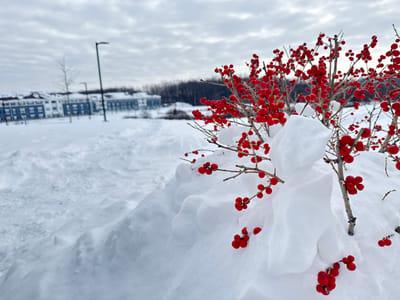 The image presents a picturesque winter landscape dominated by snow under an overcast sky. In the immediate foreground, a dense bush with bright red berries stands out against the white backdrop. The berries are small and round, clustered along the bare, brown branches of the bush. Large, irregular mounds of snow are piled around the base of the bush and on some of its branches, partially obscuring the lower berries. One significant accumulation of snow rests prominently on the right side of the bush.
Beyond the foreground, the ground is entirely covered in a thick layer of undisturbed snow, giving way to a visible path or cleared area in the midground, which shows signs of being trodden or plowed, creating subtle textural variations. Two tall, dark, modern lampposts are visible in the midground, extending upwards towards the cloudy sky.
In the background, a line of multi-story buildings, likely residential apartments or condominiums, stretch horizontally. These buildings feature noticeable blue sections, possibly siding or window frames, providing a touch of color against the predominantly white and grey palette. Further behind the buildings, a dark line of bare trees suggests a distant wooded area or forest. The sky is uniformly grey and heavily overcast, indicative of a typical winter day. There is no discernible activity taking place, and no text is visible in the image. The scene evokes a sense of quiet and cold, characteristic of a snowy winter environment.