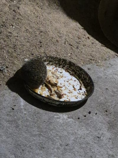 A dark, spiky creature is eating from a shallow, oval dish filled with white kibble and pieces of dried meat. The dish is situated on a concrete surface, with a sandy, gravelly area in the background. The lighting suggests it is nighttime or dusk. The scene appears to be outdoors, possibly in a yard or garden.