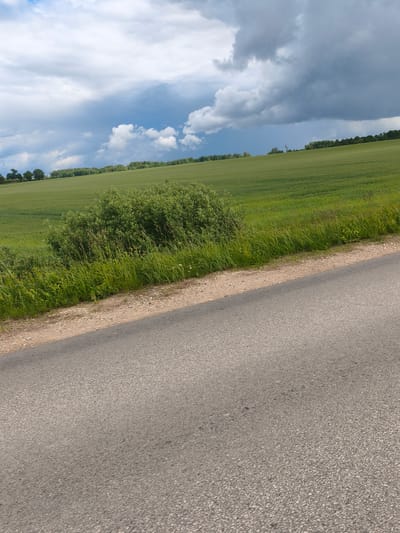 The image depicts a rural landscape in Varieši, Latvia. In the foreground, a paved road runs diagonally across the frame from bottom left to top right. To the left of the road, a dirt and gravel shoulder is visible, bordered by lush green grass and a dense green bush. Beyond the grass and bush, a vast, undulating field of green crops, likely grain, stretches towards the horizon. A line of trees marks the distant edge of the field. The sky above is filled with dramatic clouds, ranging from bright white to dark gray, indicating an overcast or stormy day. No people or animals are present in the scene. The overall impression is one of a natural, agricultural environment under a dynamic sky.