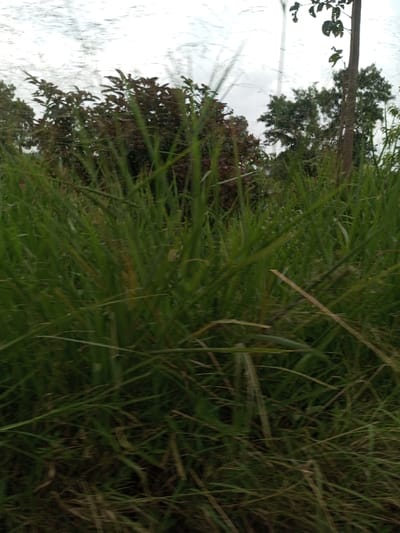 This image depicts a dense natural landscape in Vieng Phouka, Laos. The foreground is dominated by tall, green grass with some yellowish blades, exhibiting motion blur, suggesting movement during capture or a shallow depth of field. Behind the grass, a line of lush vegetation is visible, comprising both dark green and reddish-brown leafy bushes and smaller trees. In the background, taller trees with visible trunks and lighter green foliage stand against an overcast sky that shows faint horizontal streaking. No people, specific objects, or interactions are present in the scene, which is entirely natural and verdant.