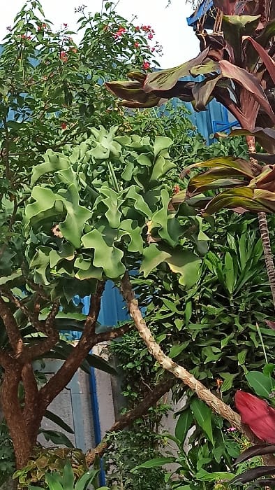 This image captures a vibrant and densely planted outdoor scene, likely a garden or lush landscape. The image is oriented vertically (rotated 90 degrees counter-clockwise from a standard portrait or landscape view), depicting a mix of foliage and some structural elements in the background.
In the prominent midground, a large cluster of distinctive green leaves takes center stage. These leaves are broad, somewhat thick, and have deeply lobed, wavy, or undulating edges, giving them a sculptural appearance. This plant appears to be well-lit, showing varying shades of green due to light and shadow.
To the upper left of these wavy green leaves, a plant with large, elongated leaves in deep reddish-purple hues is visible. Some of these leaves also exhibit green streaks or undersides. Further to the left and slightly below, a bush with numerous small, bright red flowers and small green leaves adds a splash of color against a bright, possibly overcast sky or distant background.
Throughout the right and lower portions of the image, several thick, gnarled branches or trunks with light brown, textured bark weave through the scene. These branches appear sturdy and well-established, suggesting mature plants or trees.
The background is a tapestry of various green foliage, indicating a dense arrangement of different plants. Through gaps in the leaves and branches, a light-colored (possibly white or light grey) wall or building is visible, featuring a distinct horizontal stripe of blue trim or paint near its base. This suggests a man-made structure bordering the garden space.
The lighting indicates daytime, with soft shadows suggesting either morning, late afternoon, or an overcast sky, providing even illumination without harsh glare. No specific activity is depicted, as it is a static photograph of a natural setting. No text is visible in the image. The overall impression is one of lush growth and natural beauty, characteristic of a well-maintained garden or tropical environment.