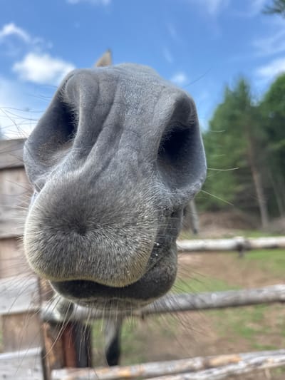 A close-up, low-angle shot captures the snout of a gray horse outdoors. The horse's nostrils and muzzle are prominently displayed, with its whiskers extending outwards. The background is blurred but shows a wooden fence, green grass, and trees under a partly cloudy blue sky, suggesting a rural or natural setting. There are no people or specific landmarks identifiable to pinpoint a location in the city of Гольяны, Russia.