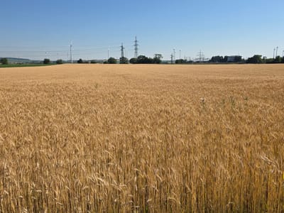 The image depicts a vast, golden wheat field in Bruck an der Leitha, Austria. The field occupies most of the foreground and midground, with mature wheat stalks stretching as far as the eye can see. In the background, a clear blue sky stretches across the horizon, interrupted by a line of wind turbines and tall electricity pylons. Trees are scattered sparsely across the landscape, interspersed with the industrial structures. The scene appears to be under bright daylight, casting a warm glow over the crops. There are no people visible in the image.