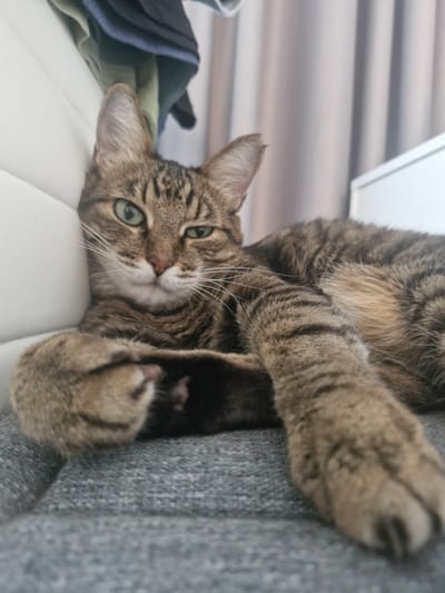 A tabby cat is lying on a grey fabric surface, possibly a couch or chair. The cat is facing the camera, with its head tilted slightly to the side and one eye partially closed. Its paws are crossed in front of its body. The background is blurry, showing a white surface on the left and light-colored curtains on the right. The image does not provide any information about the city of Новоангарск, Russia, or any people.