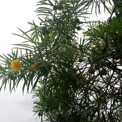 A close-up, eye-level shot shows the dense foliage of a tree with thin, dark green leaves and several unripe green seed pods, as well as two yellow flowers. The tree branches are dark and visible throughout the frame, interwoven with the leaves. The background is a light gray, overcast sky. The image appears to have been taken outdoors in El Limón, Venezuela, as indicated by the presence of local flora. There are no people or animals visible in the image.