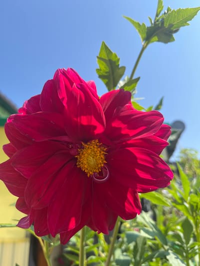 A close-up, low-angle shot captures a vibrant, deep red dahlia flower blooming against a clear blue sky. The flower's numerous petals are arranged in a layered, almost ruffled pattern, with the center showcasing a cluster of bright yellow stamens. Sunlight casts distinct shadows on the petals, highlighting their texture and form. Green leaves and stems are visible, some in sharp focus and others blurred in the background, suggesting a garden setting. In the far background, a blurred yellow structure and other out-of-focus greenery hint at a residential area. The image does not contain any people or depict any actions or interactions.