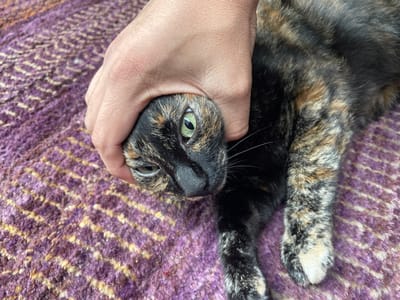 A tortoiseshell cat, exhibiting black, brown, and tan fur patches, is depicted lying on a purple and yellow patterned rug in Fraccionamiento y Club de Golf los Encinos, Mexico. A human hand, with visible skin follicles, is firmly grasping the cat's head, specifically around its left ear and cheek area. The cat's right green eye is partially open and visible, while its left eye is obscured by the hand. The cat's black nose and whiskers are discernible. Its body, covered in similar tortoiseshell fur, extends downwards from the head, with one front paw, featuring a white section, also visible on the patterned surface.