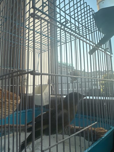 A bird, presumably a green parrot, is perched inside a blue metal cage. The cage contains a white plastic feeding cup and a wooden perch. Through the cage bars, a building exterior is visible. The location is indeterminate and cannot be verified as Villafranca di Verona, Italy based on the image alone.
