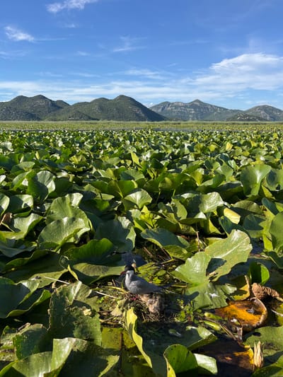 In Dodoši, Montenegro, a bird's nest made of twigs and grass sits atop lily pads in a vast lake. A parent bird, likely a tern, stands beside the nest, which contains two fluffy chicks. The parent bird has gray and white plumage, a black cap, and a red beak. Mountains form a scenic backdrop to the lake, under a clear blue sky with scattered white clouds. The image captures a moment of wildlife in its natural habitat.