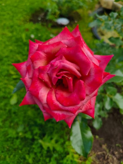 A close-up, top-down shot captures a vibrant pink rose in full bloom, its petals layered and edged with a lighter pink or white hue. The rose is the sole subject, centered within the frame, with its intricate petal structure and pointed edges clearly visible. The background is a blur of natural elements, suggesting an outdoor setting. To the left, a lush, green, and slightly out-of-focus lawn dominates the lower portion of the image, with hints of dirt and foliage. To the right and in the upper background, the environment transitions to darker greens of leaves and patches of brown soil, further emphasizing the natural, garden-like environment. The lighting appears to be soft daylight, highlighting the rose's texture and color without harsh shadows. The overall scene is peaceful and focuses on the natural beauty of the flower.