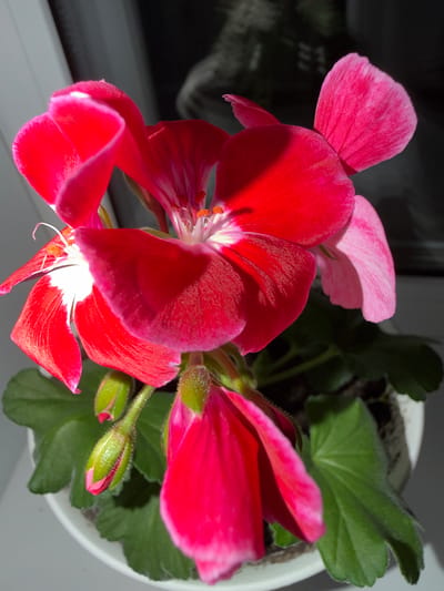 This media file is a close-up, high-angle shot of several vibrant pink and red geranium flowers in a white pot. The flowers are the primary subject, with a focus on their delicate petals and stamen. One flower is fully bloomed, showcasing its intricate details, while others are partially open or still in bud. Green leaves provide a contrasting backdrop to the bright blossoms. The lighting suggests it is daytime, with sunlight casting shadows on the petals and highlighting their texture. The setting appears to be indoors, likely on a windowsill, given the blurry background that hints at a window and possibly outdoor scenery beyond. There are no people, visible text, or specific events taking place. The overall mood is one of natural beauty and tranquility, emphasizing the delicate nature of the flowers. The location context provided is Шемордан, Russia, which might suggest a typical climate or style of home gardening for that region, but no direct visual cues within the image confirm this.