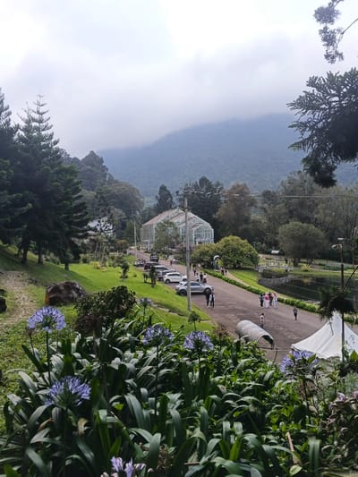 This image depicts an expansive outdoor park or botanical garden located in Stueng Saen, Cambodia, under an overcast sky with a backdrop of forested mountains.
In the immediate foreground, dense green foliage occupies the bottom third of the frame, featuring multiple clusters of purple Agapanthus-like flowers with spherical blooms.
The midground is dominated by an asphalt road that curves from the left-center towards the right, extending into the distance. Along the left side of the road, grassy slopes ascend, populated by various trees, including tall conifers and deciduous types, along with scattered large rocks. A narrow, unpaved path is visible on the far left. A multi-story white building with a dark roof is partially obscured by trees on the upper left slope.
To the right of the road, a parking area contains at least six parked vehicles, including white, silver, and dark-colored cars and SUVs. Beyond the parking area, a large, multi-gabled greenhouse complex constructed of glass and white framing stands prominently. Numerous individuals and small groups of people are observed walking along the road and near the greenhouse, dressed in casual attire. Further to the right of the road, a body of water, possibly a pond or lake, is visible. Adjacent to this water body, a white tent structure with a conical top is erected. A silver, arched, tunnel-like structure is situated on a grassy median near the right side of the road. Utility poles with overhead wires are also present.
The background features heavily forested mountains rising into a cloudy sky. The upper portion of the mountains is partially enveloped by a thick layer of low-hanging grey clouds. The sky throughout the scene is uniformly overcast, contributing to diffused lighting.