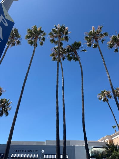 The image shows a collection of palm trees silhouetted against a clear blue sky. The trunks of the trees are slender and brown, while their fronds are green and fan-shaped. In the lower left corner, a portion of a blue and white sign is visible. Adjacent to the trees on the right side, a building with white siding and a dark awning bearing the text "FABLE & SPIRIT" is seen. The location is likely Newport Beach, United States of America.