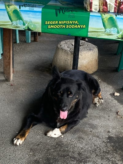 A medium-sized black dog with tan markings on its legs and face lies on a concrete ground. The dog is panting with its tongue out. In the background, a green cooler with "LIME SODA" written on it is partially visible. The cooler has an image of limes and ice on its surface. There are also legs of tables and chairs, and a stone block. The scene appears to be outdoors, possibly at a food stall or rest area in Parapat, Indonesia, given the heat suggested by the dog's panting.