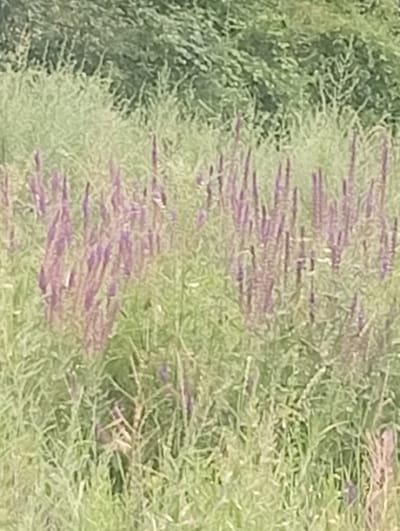 The image shows a field of tall grass and purple flowers in Tash-Moinok, Kyrgyzstan. The flowers are clustered together and appear to be blooming. The grass is green and appears to be dry in some areas. The background is a blur of green, suggesting more vegetation. There are no people or animals visible in the image. The scene is a natural outdoor environment.