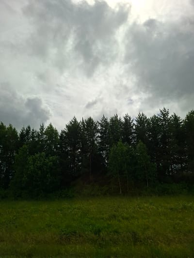 The image depicts a natural landscape under a cloudy sky, likely in the vicinity of Lesnye Morkvashi, Russia. The foreground features a field of green grass with some lighter patches, suggesting a meadow or uncultivated area. Behind the field, a dense line of evergreen trees forms a dark forest canopy. The trees are tall and closely spaced, with some deciduous trees interspersed. The sky is overcast with gray and white clouds, creating a diffused light. There are no people, buildings, or man-made objects visible in the scene. The overall impression is one of a wild or natural setting.