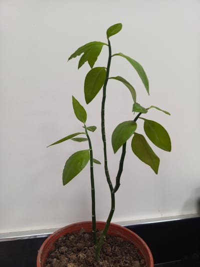 The image shows a small potted plant with several green leaves and stems against a plain white background. The plant is in a reddish-brown terracotta pot filled with soil. The pot sits on a dark surface, possibly a table or shelf, with a thin metallic strip in front of it. The overall lighting is even, suggesting an indoor setting. There are no people or any other objects visible in the frame. The location in Chighirik, Uzbekistan, is not discernible from the visual information present in the image.
