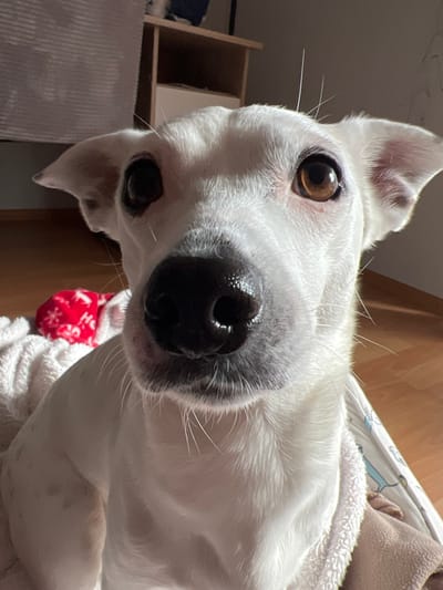 The image displays a white, short-haired dog with brown eyes, a black and wet-appearing nose, and prominent white whiskers. The dog's ears are partially erect and angled backward. Faint light brown spots are discernible on its white fur, particularly on its left side. The animal is positioned on a white, textured blanket, which rests on a light brown wooden floor. To the dog's left, a red fabric object featuring white patterns is partially visible on the blanket. A brown fabric item is also partially visible to the dog's right. The background on the left consists of a light-colored, textured surface, possibly a wall or bed. On the right, a light wood shelf unit with white compartments is visible. The scene is located indoors in Würselen, Germany.