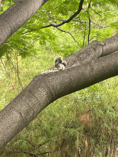 A squirrel is nestled in the fork of a tree. The tree trunk is textured and dark, surrounded by green foliage. The location is implied to be San Miguel Acapantzingo, Mexico.